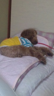 �����̌��ł�