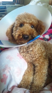 �A���Ă����I